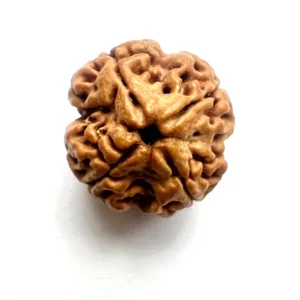 3 MUKHI RUDRAKSH