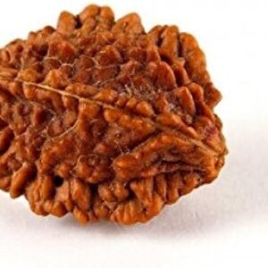 TWO MUKHI RUDRAKSH